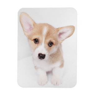 Cutest Baby Animals Young Corgi Puppy マグネット