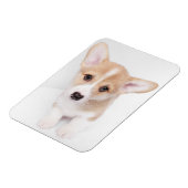 Cutest Baby Animals | Young Corgi Puppy マグネット (左側)