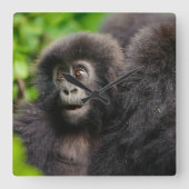 Cutest Baby Animals | Young Mountain Gorilla スクエア壁時計 (正面)