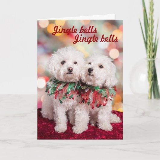 Cutest Bichon Frise dogsクリスマスカード シーズンカード (正面)