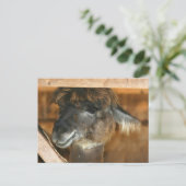 Cutey Llama Farm動物自然写真はがき ポストカード (スタンド正面)