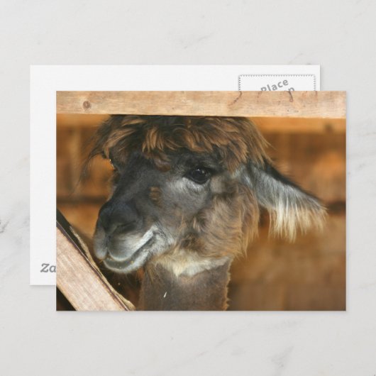 Cutey Llama Farm動物自然写真はがき ポストカード (正面/裏面)