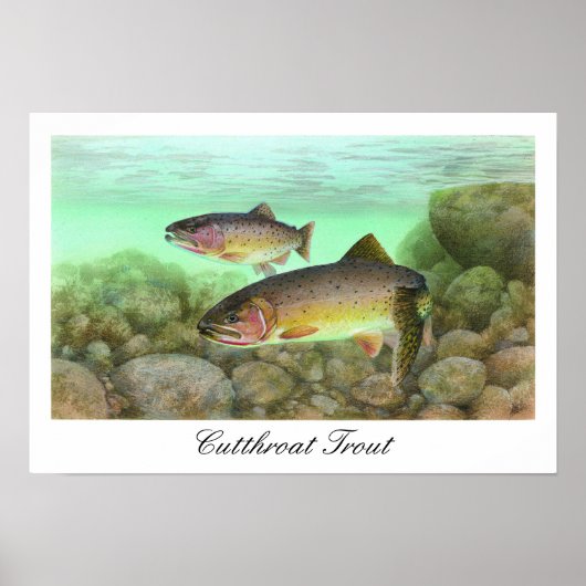 Cutthroat Trout Painting Poster ポスター (正面)