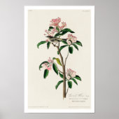 Cuvier's Kinglet by Audubon Poster ポスター (正面)