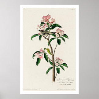 Cuvier's Kinglet by Audubon Poster ポスター