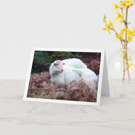 Cwm Llanの谷の羊 カード (黄色い花)