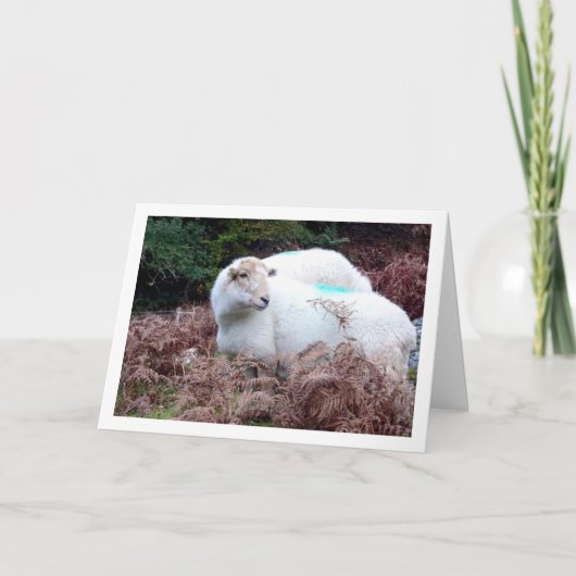 Cwm Llanの谷の羊 カード (正面)