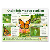 cycle/la vie d'un papillon   フォトプリント            (正面)