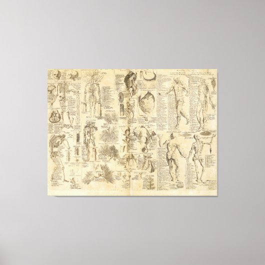 Cyclopaedia 1728の解剖図 キャンバスプリント (正面)