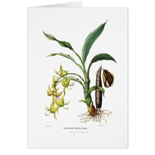 Cycnochesのventricosum (正面)