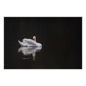 cygne sur l'eau (swan) ポスター (正面)