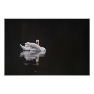 cygne sur l'eau (swan) ポスター