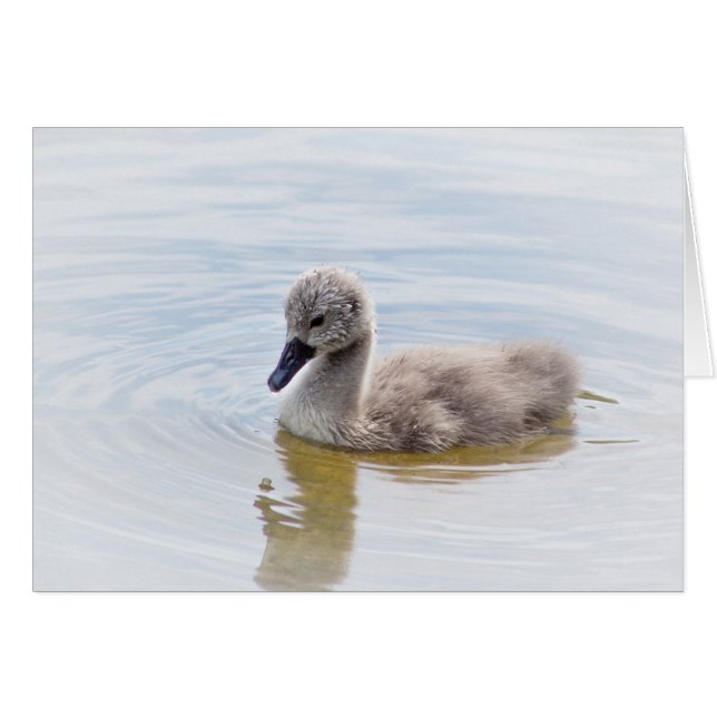 Cygnet (正面横)