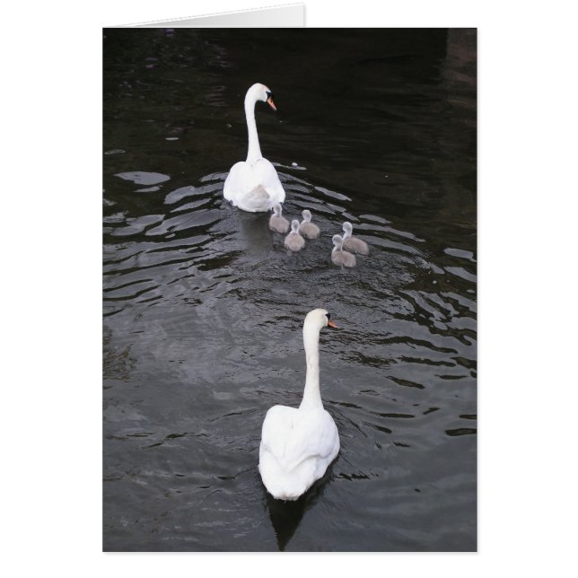 cygnetsを持つ白鳥 (正面)