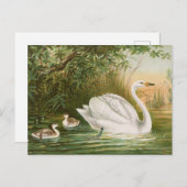 Cygnus cygnus （Johann Friedrich Naumann著） ポストカード (正面/裏面)