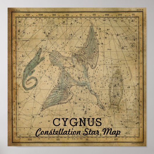 Cygnus Swan Constellation Star Map ポスター (正面)