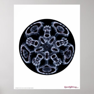 Cymatics:ミュージックノートC ポスター