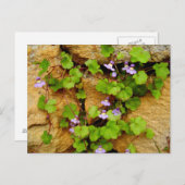 Cymbalaria Muralisの郵便はがき ポストカード (正面/裏面)