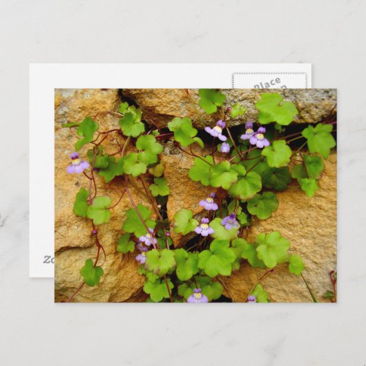 Cymbalaria Muralisの郵便はがき ポストカード (正面/裏面)