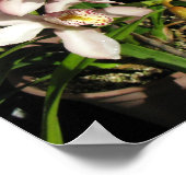 Cymbidiumの蘭のポスター ポスター (角)