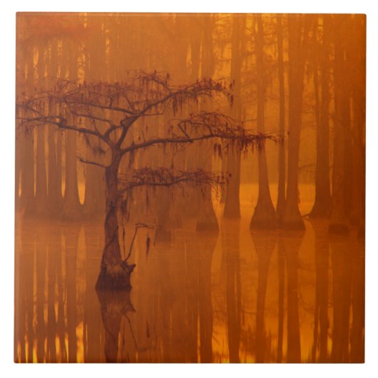 Cypress Trees | George Smith State Park タイル (正面)