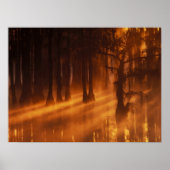 Cypress Trees | George Smith State Park ポスター (正面)