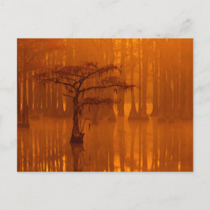Cypress Trees   George Smith State Park ポストカード