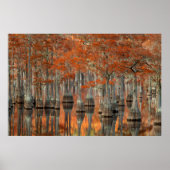 Cypress Trees | George Smith State Park, Georgia ポスター (正面)