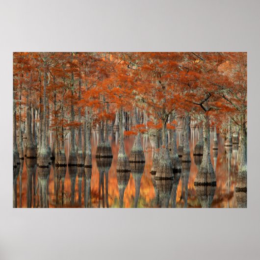 Cypress Trees | George Smith State Park, Georgia ポスター (正面)