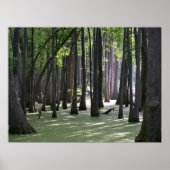 CypressSwampView ポスター (正面)