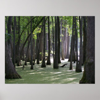 CypressSwampView ポスター