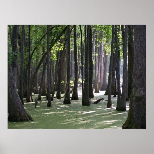 CypressSwampView ポスター (正面)