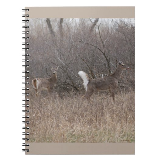 D1ホワイトテール鹿春バックスインブラシ ノートブック (正面)