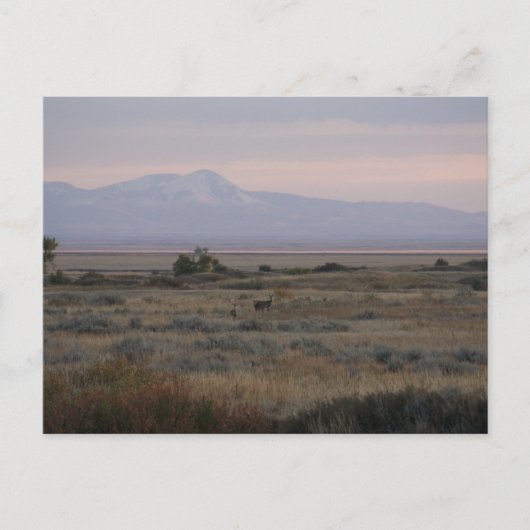 D10ホワイトテールは甘く草の丘を行う ポストカード (正面)