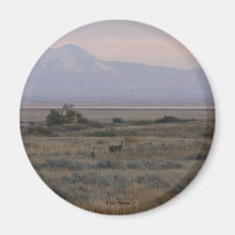 D10白い尾の鹿と甘い草の丘