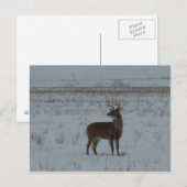 D11ホワイトテールディアビッグバック雪 ポストカード (正面/裏面)