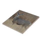 D14ミュールシカドエ タイル (側面)