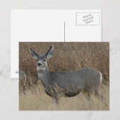 D14 ムレジカの雌 ポストカード (正面/裏面)