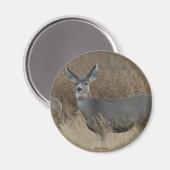 D14 ムレジカの雌 マグネット (正面/裏面)