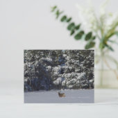 D17ミューレディアバックとスノーパインズ ポストカード (スタンド正面)