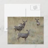 D18 ムレジカ鹿 ポストカード (正面/裏面)
