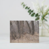 D1 シカの春の雄鹿 コットンウッドの森 ポストカード (スタンド正面)