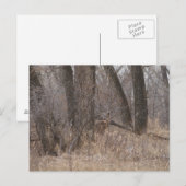 D1 シカの春の雄鹿 コットンウッドの森 ポストカード (正面/裏面)