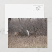 D2ホワイトテールディアー春バックスインコットンウッズ ポストカード (正面/裏面)