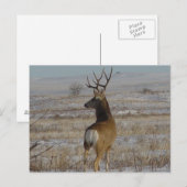 D20 スノーのムーレ鹿の雄 ポストカード (正面/裏面)