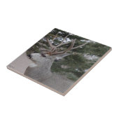 D25 ムレジカ鹿の雄 タイル (側面)