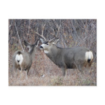 D29ミュール鹿バックアンドドウ