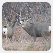 D29ミューレディアバック&ドー スクエアシール (正面)