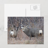 D29 ムレジカ鹿の雄と雌 ポストカード (正面/裏面)