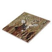 D31 ワイルドテイル鹿が草むらに隠れている タイル (側面)